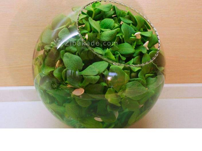 سبزه عید را خودتان سبز کنید !